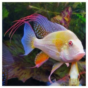 Ribice za akvarijum3000Acarichthys heckelii.var albino