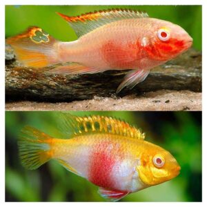 Ribice za akvarijum350Albino cribensis