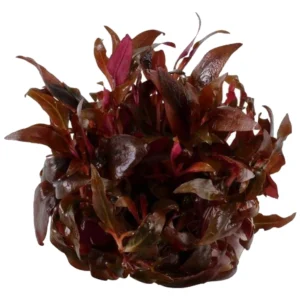 Alternanthera reineckii mini