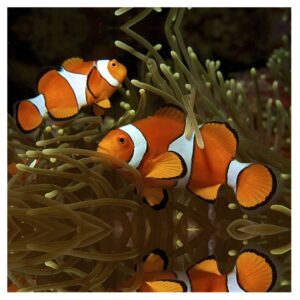 Morske ribiceAmphiprion Ocellaris - Orange Clownfish