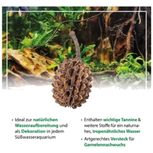 Arka casuarina cones prirodne šišarke za akvarijum
