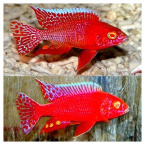 Ribice za akvarijum800Aulonocara albino red