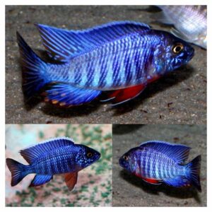 Ribice za akvarijum800Aulonocara blue