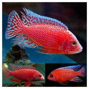Ribice za akvarijum800Aulonocara fire fish