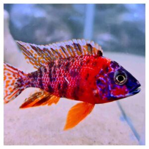 Ribice za akvarijum800Aulonocara OB