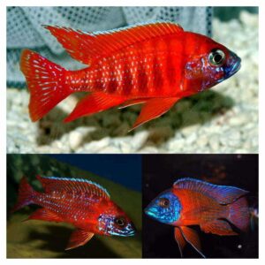 Ribice za akvarijum800Aulonocara ruby red