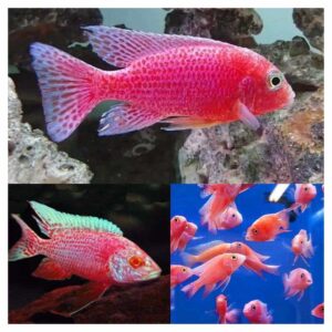 Ribice za akvarijum800Aulonocara strawbery