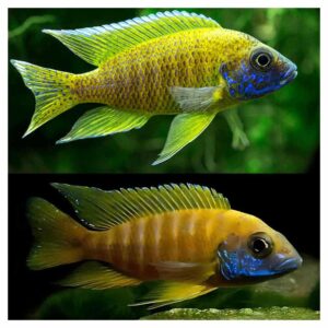Ribice za akvarijum800Aulonocara yellow