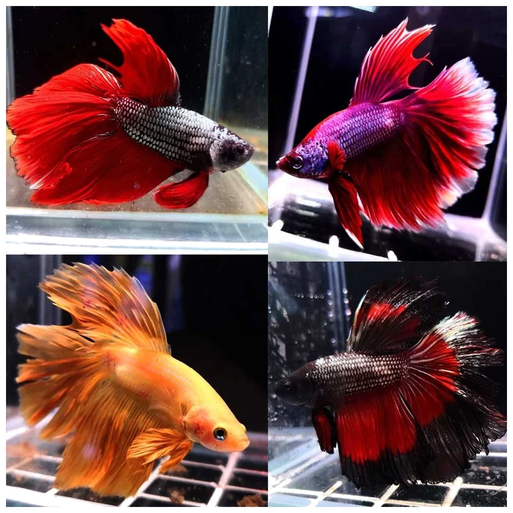 Betta splendens ženka borca