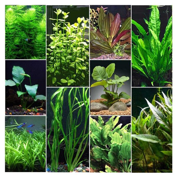 Biljke za akvarijum400Biljke za akvarijum
