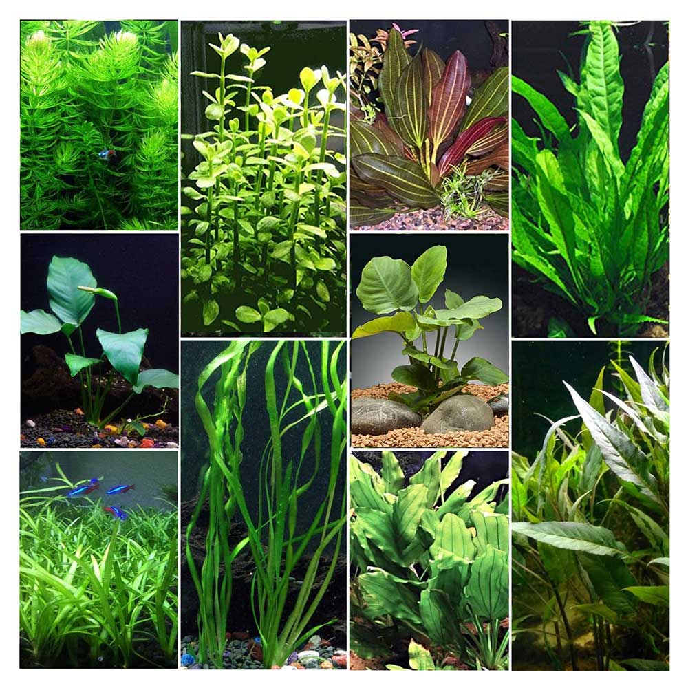 Biljke za akvarijum400Biljke za akvarijum