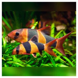 Ribice za akvarijum700Chromobotia macracanthus - Botia makrakanta