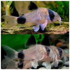 Corydoras panda koridoras