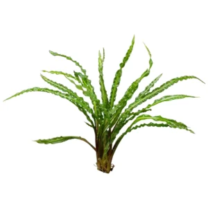 Cryptocoryne crispatula akvarijumska biljka sa dugačkim naboranim listovima