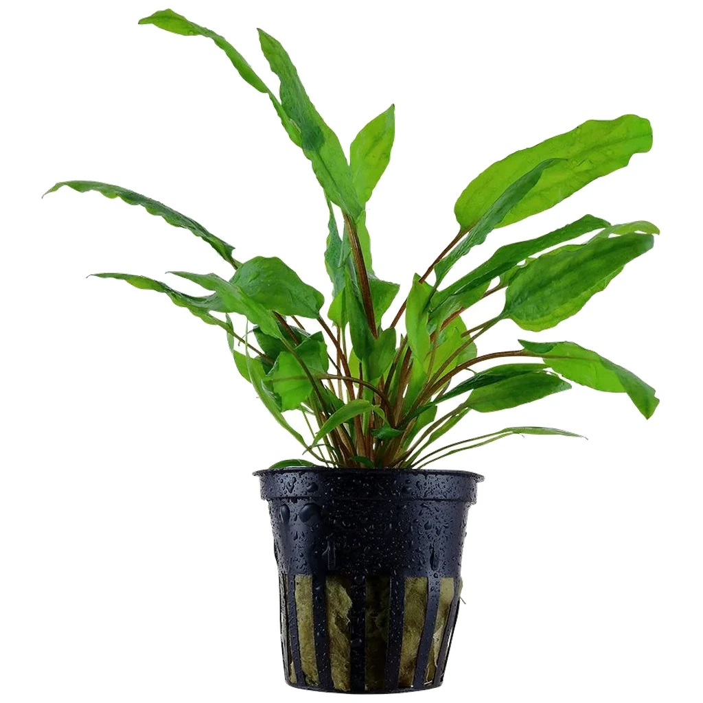 Cryptocoryne wendtii Green In-Vitro akvarijumska biljka u sterilnoj posudi