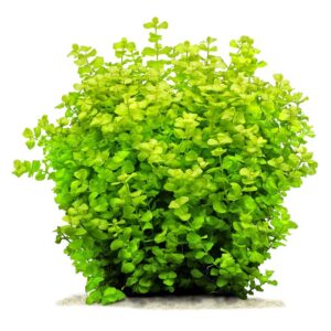 Biljke za akvarijumLysimachia nummularia Aurea