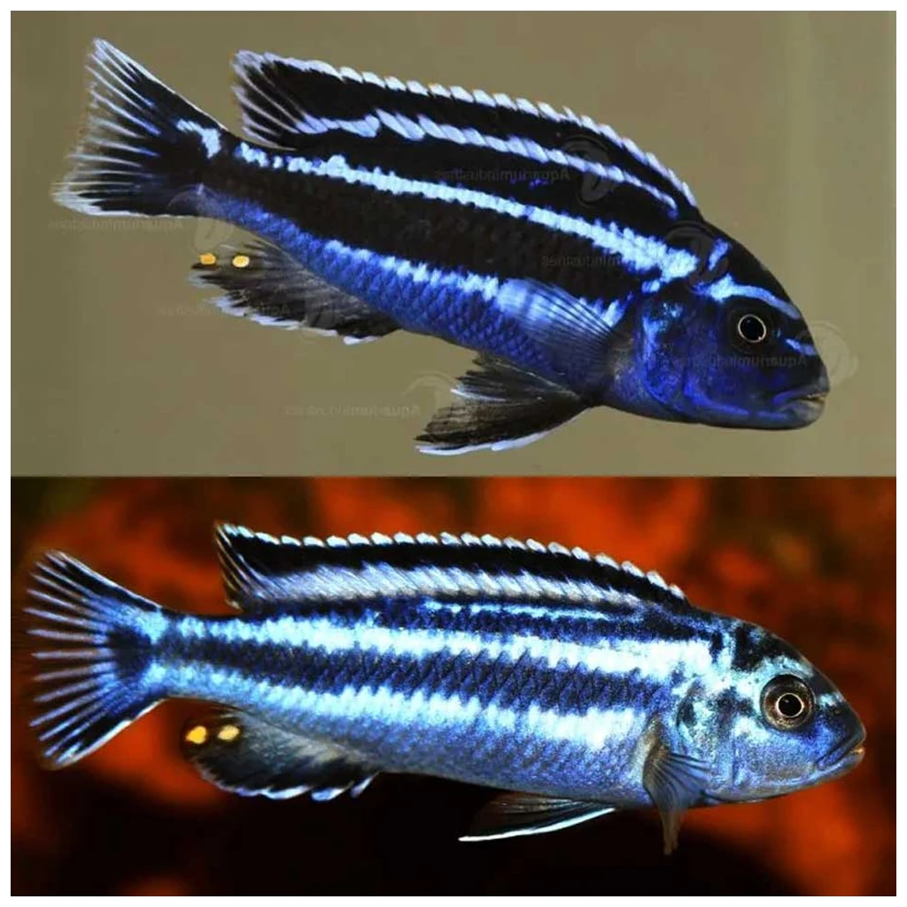Maingano cichlid malavi ciklid plave boje sa tamnim prugama