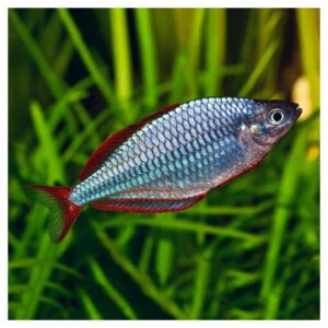 Ribice za akvarijumMelanotaenia praecox - Paskai rainbow