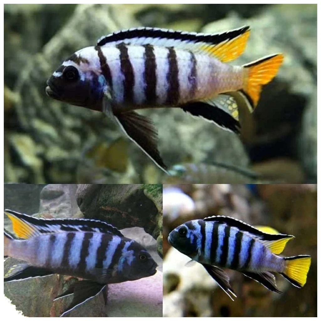 Mpanga cichlid - malavi ciklid za akvarijum