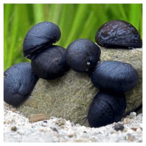 Puževi za akvarijum250Neritina pulligera - Nerita