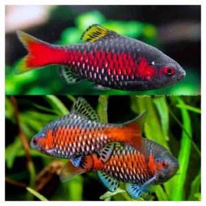 Ribice za akvarijum300Odesa barbus