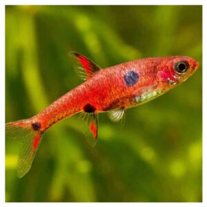 Ribice za akvarijum300Rasbora strawberry