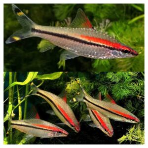 Ribice za akvarijum800Puntius denisonii - Denisoni