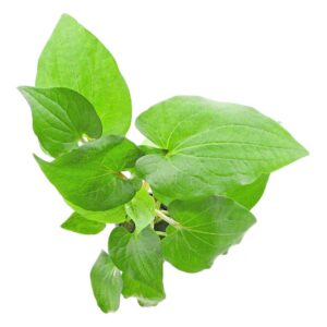 Biljke za akvarijumSaururus cernuus