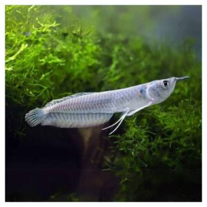 Ribice za akvarijum5500Silver Arowana