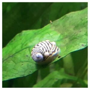 Puževi za akvarijumTheodoxus danubialis - Dunavska nerita