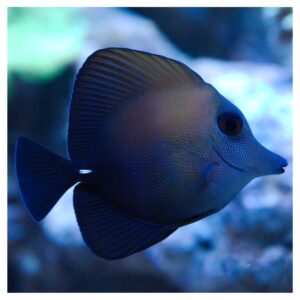 Morske ribiceZebrasoma Scopas - M